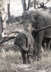 peppy fun-stomping elephant calf and a hard-working mom with a chain carries a log, Bandhavgarh. India.