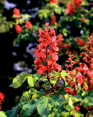 アカバナトチノキ