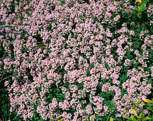 ハーブ・コモンタイム