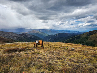 Lonely horse in Altai mountains