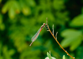 A bright, vivid Large Red Damselfly (Pyrrhosoma nymphula) balancing on a twig.