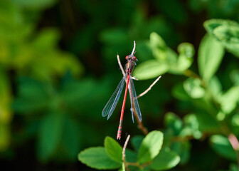 A bright, vivid Large Red Damselfly (Pyrrhosoma nymphula) balancing on a twig.