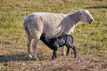 A young sheep lamb suckles with its mother © Trebor Eckscher