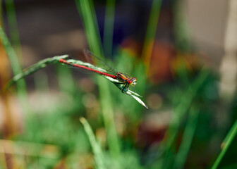 A bright, vivid Large Red Damselfly (Pyrrhosoma nymphula) balancing on long grass.