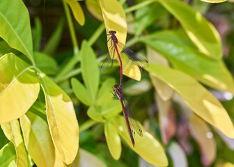 Bright, vivid Large Red Damselflies (Pyrrhosoma nymphula) mating on a bush.