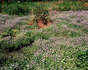 開田高原・忘れな草群生