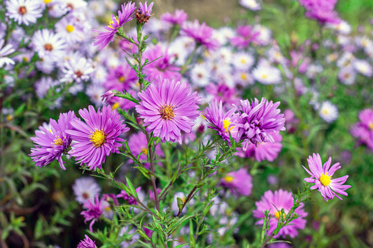 Fresh bright pink and purple aster flower in the garden on green grass background in summer and autumn.