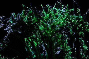 冬のイルミネーション