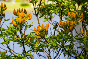 Flowering orange-yellow coloured rhododendrons in the nation park.