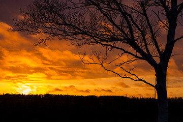 Chilling silhouette of a leafless tree during a warm sunset