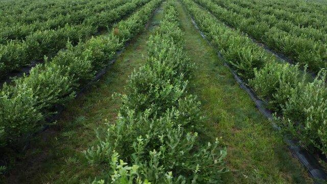 Green field of blueberry plantation in the sunny day. Blueberries before harvest. Aerial footage 4k