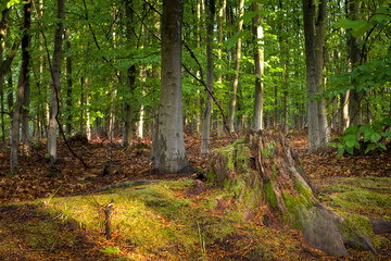 Forest landscape with paths, fallen trees, in summer autumn showing the nature around us.