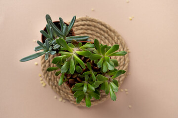 Flat lay of green fresh succulents flowers and cuctus on pale pink beige background. Urban jungle interior, beauty and spa concept.