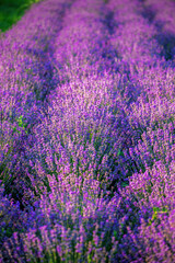 Fototapeta na wymiar Lavender field in Moldova