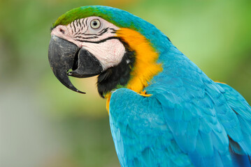 Blue and yellow Macaw