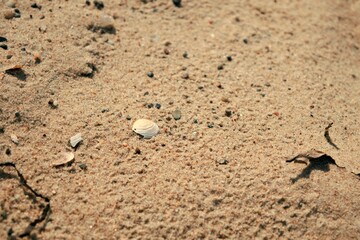 Beach sand from the Baltic Sea with shells and small pebbles.