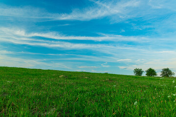 Fototapeta premium green field simple background nature landscape scenic view with unfocused tree on horizon line in summer clear weather day
