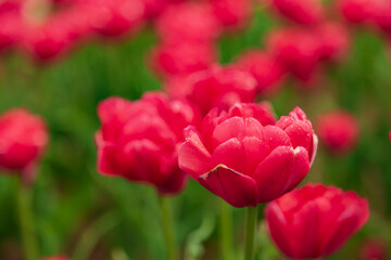 Close up of a vibrant red tulip in a tulip field.