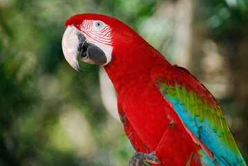 Red and green parrot in a tropical forest