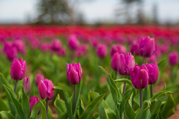 Close up of vibrant magenta tulips in a tulip field.