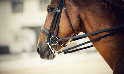 Muzzle sports red horse in the bridle. Dressage horse.