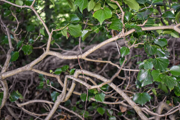 Fototapeta premium tree branches looking like veins