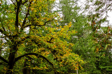 Autumn Maple - Moss covered branches and leaves of many colours, a beautiful tree in the autumn