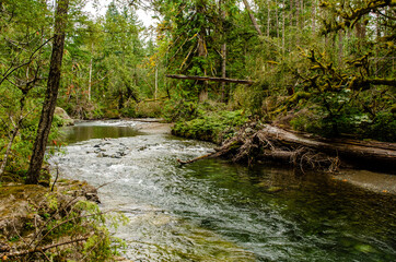 If a tree falls in the river - Water gurgles quietly past a large fallen tree resting on the shore of the Little Qualicum River