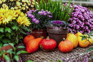 Fototapeta na wymiar Potted plats, flowers and pumpkins on the counter 