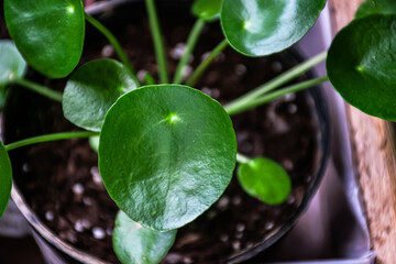 Chinese money plant in the pot.