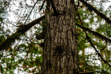 Fototapeta premium Peek a boo Squirrel - A sudden movement out of the corner of my eye resulted in a game of peek a boo with a friendly squirrel