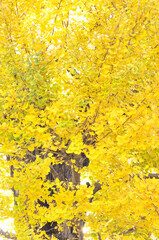 黄色い銀杏の木