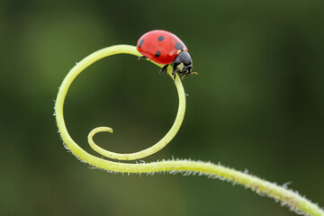 Ladybug on a green leaf