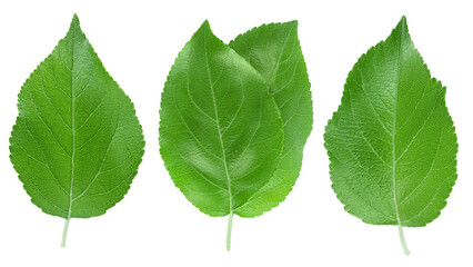 Fototapeta premium Apple leaf isolated on white background with clipping path.