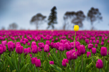 A lonely yellow tulip among magenta and pink tulips. Beautiful spring background.