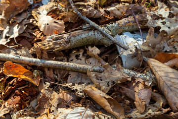 Fallen leaves and broken birch branches on the forest ground in Autumn