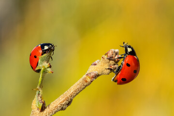 Ladybug on a green leaf