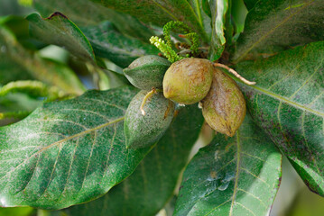 Ripening almond fruit on tree with male flower stalks