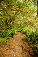 Forest Trail - Walking the trails in Little Qualicum Falls Provincial Park