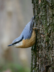 Eurasian Nuthatch (Sitta europaea), adult climbing on tree trunk, Bavaria, Germany