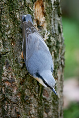 Eurasian Nuthatch (Sitta europaea), adult climbing on tree trunk, Bavaria, Germany