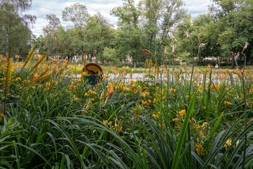 Field of flowers next to empty pool in Cracow Park, Cracow, Poland, July 2020