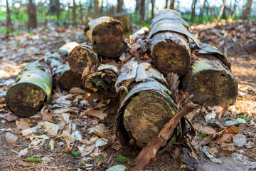 Cut birch trees piled into bushels on the forest ground. Lumber made from birch trees pushed into a small pile and resting on a forest ground that's covered in fallen leaves