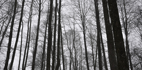 Fototapeta na wymiar las w zimie