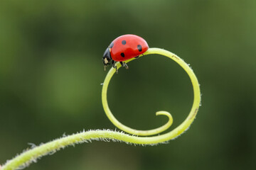 Ladybug on a green leaf