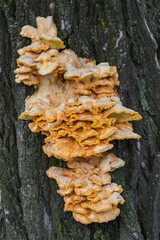 Laetiporus sulphureus is a species of bracket fungus that growing on trees. Crab-of-the-woods close up. - 385139048