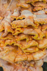 Laetiporus sulphureus is a species of bracket fungus that growing on trees. Crab-of-the-woods close up. - 385139060
