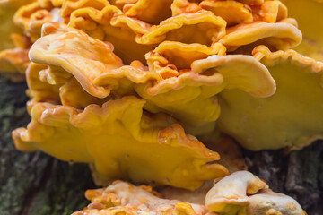 Laetiporus sulphureus is a species of bracket fungus that growing on trees. Crab-of-the-woods close up. - 385139078