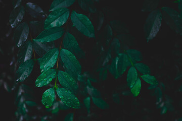 Dew on Green leaves background.Green leaves color dark tone.photo concept nature and plant.