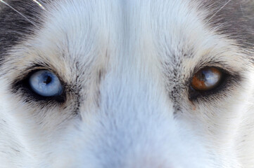 Closeup of a husky dog with different colored eyes